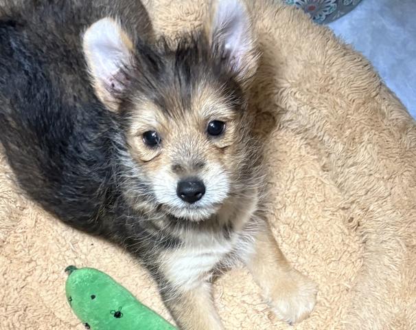 日本スピッツ✕ヨークシャテリア