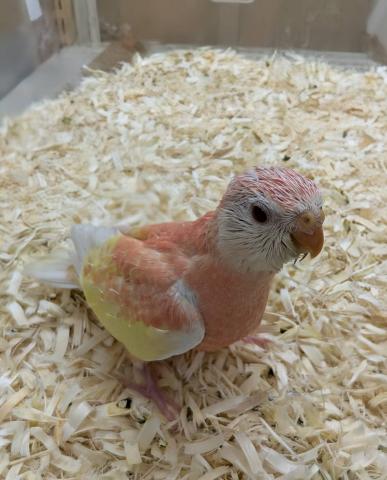 アキクサインコ