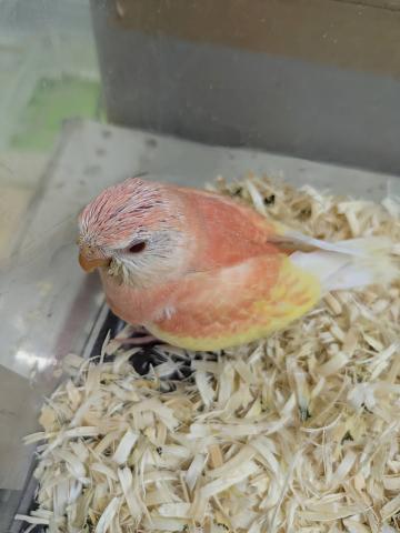 アキクサインコ