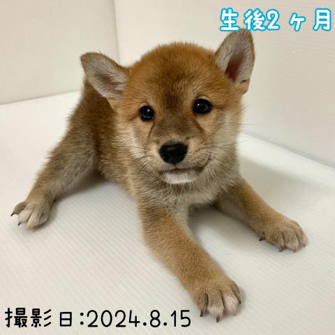 柴犬