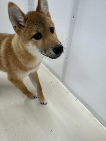 柴犬