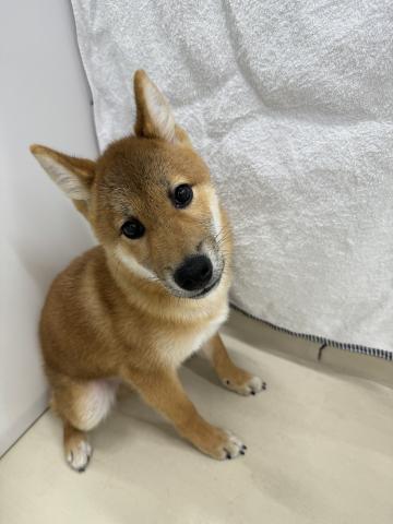 柴犬