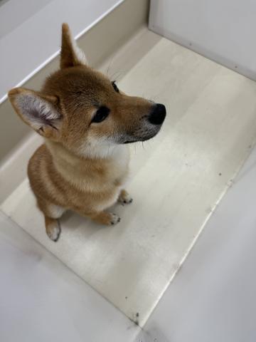 柴犬