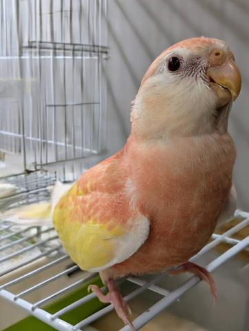 アキクサインコ