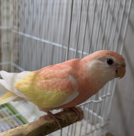 アキクサインコ