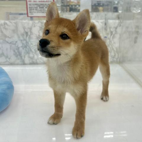 柴犬