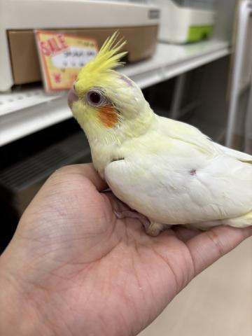 オカメインコ(ルチノー)