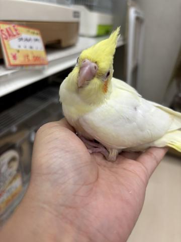 オカメインコ(ルチノー)