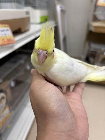 オカメインコ(ルチノー)