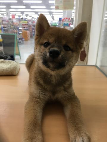 柴犬