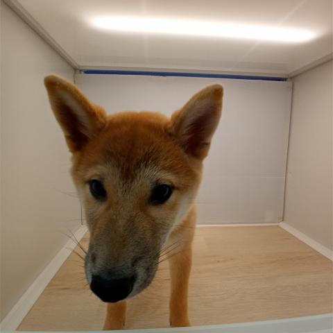 柴犬