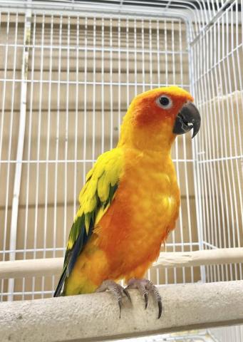 コガネメキシコインコ