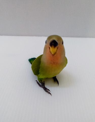 コザクラインコ