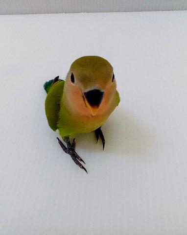 コザクラインコ