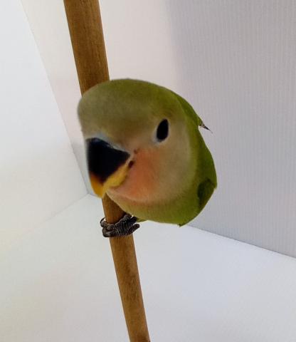 コザクラインコ