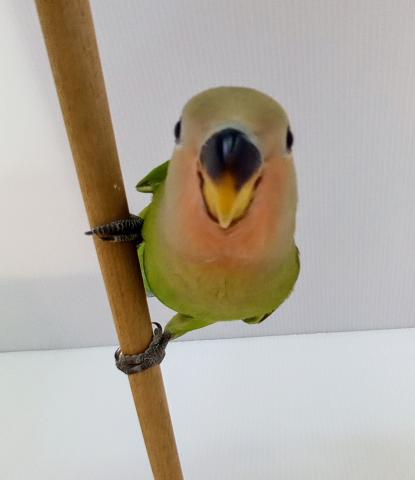 コザクラインコ