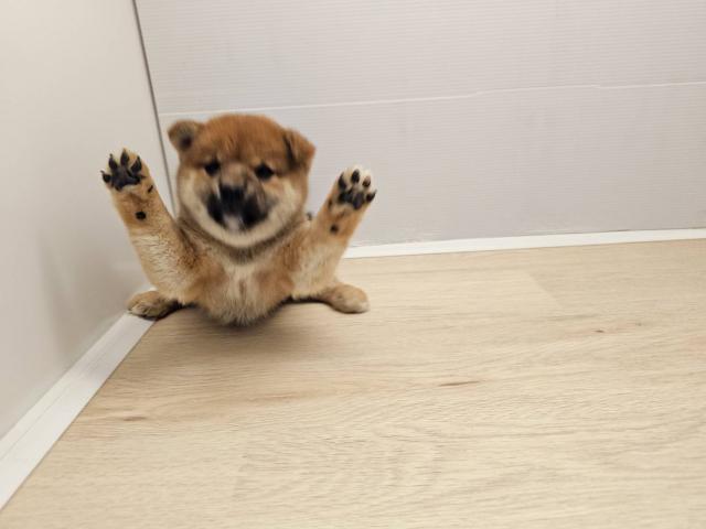 柴犬