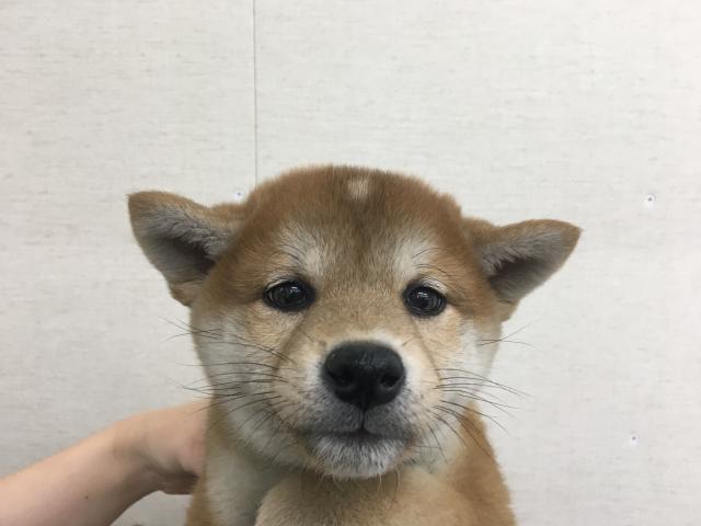 柴犬