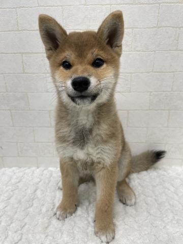 柴犬