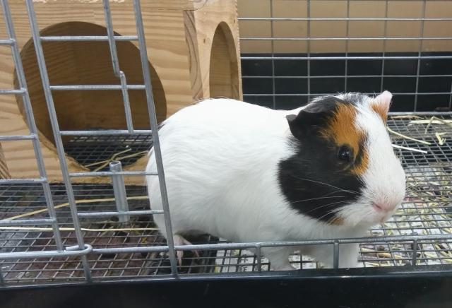 イングリッシュモルモット
