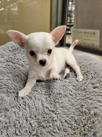 チワワ(スムースコート)