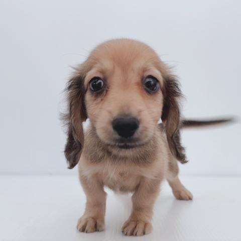 ミニチュアダックスフンド