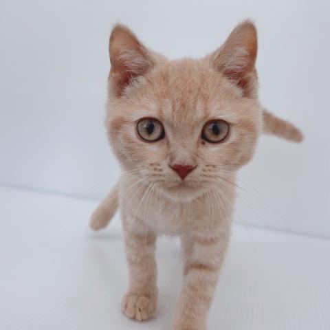 ブリティッシュショートヘア