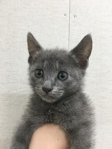ロシアンブルー子猫