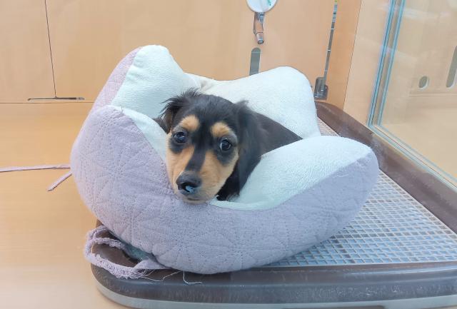 ミニチュアダックスフンド