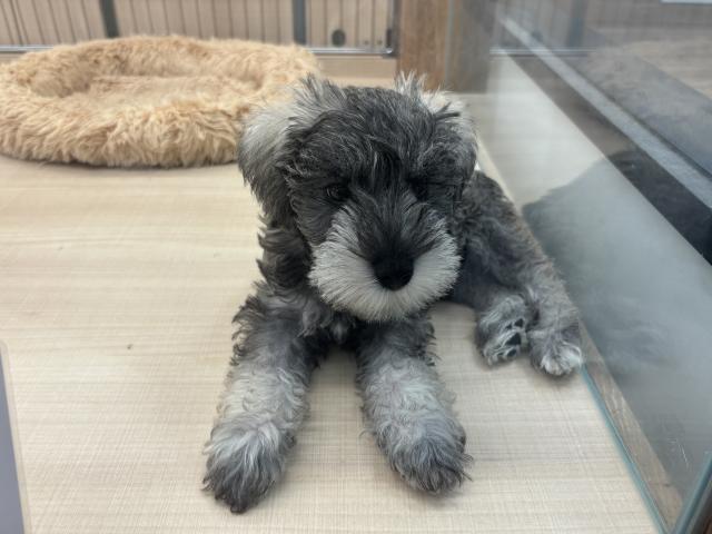 ミニチュアシュナウザー