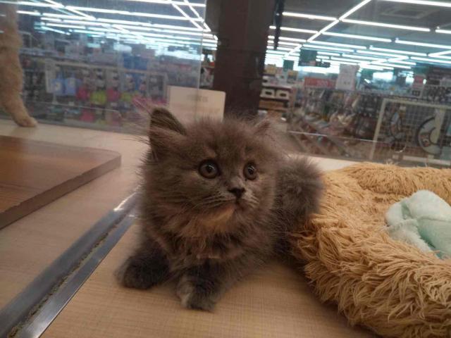 スコティッシュフォールド