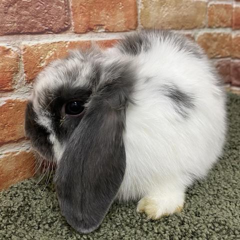 ホーランドロップ