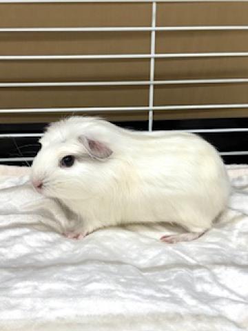 クレステッドモルモット