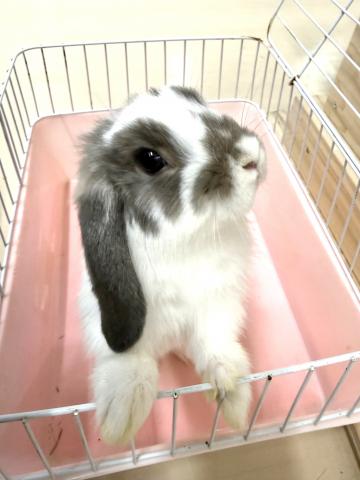 ホーランドロップ