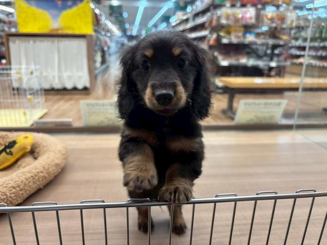 ミニチュアダックスフンド