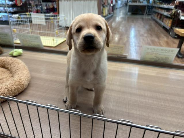 ラブラドールレトリーバー