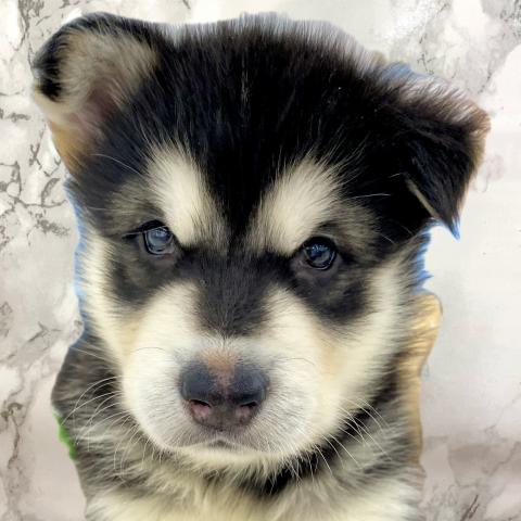 アラスカンマラミュート