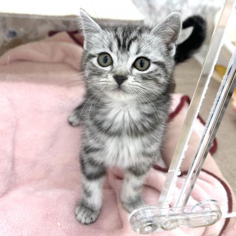 アメリカンショートヘアー