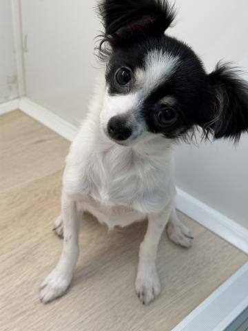 チワワ(ロングコート)