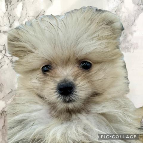 MIXマルチーズ×ポメラニアン