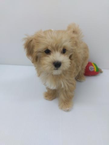 MIXマルチーズ×プードル