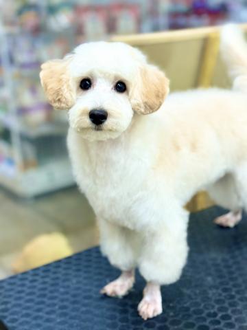 MIX(トイプードル×マルチーズ)