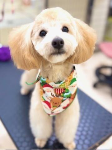 MIX(トイプードル×マルプー)