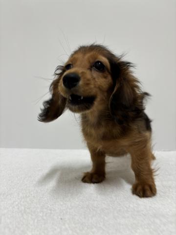 ミニチュアダックスフンド