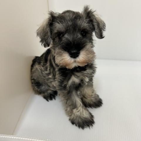 ミニチュアシュナウザー