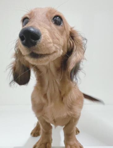 ミニチュアダックスフンド