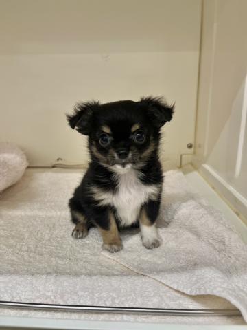 チワワ(ロングコート)