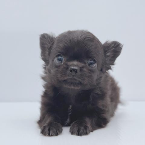 チワワ(ロングコート)