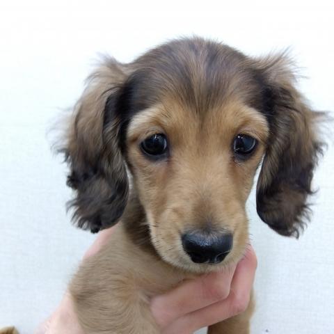 ミニチュアダックスフンド