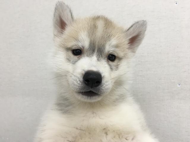 シベリアンハスキー